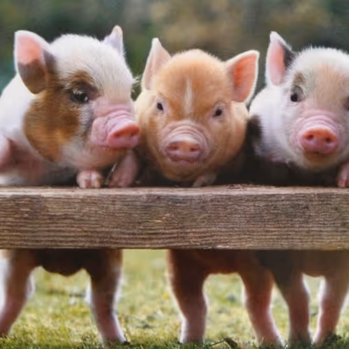 Piggies #000