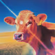 Moo