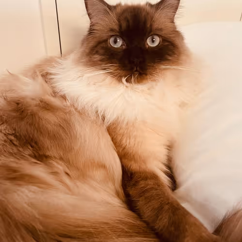 YoDa