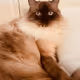 YoDa