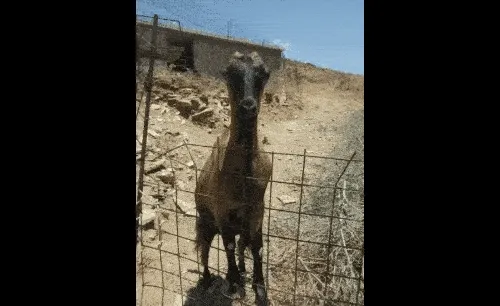 $GOAT