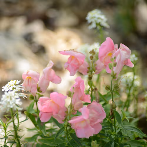 Pink Snapdragons And Candytuff
