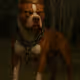 4323