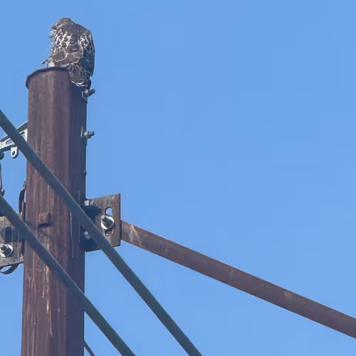 RED.TAIL.HAWK