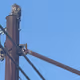 RED.TAIL.HAWK