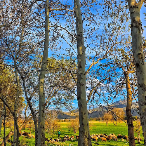 "Song of the Green Plain"