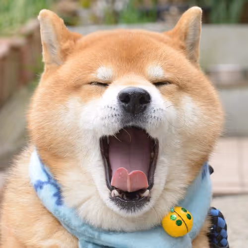 Just a Dog