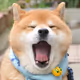 Just a Dog