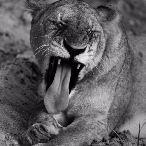 Safari B W Airdrop
