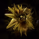 PSYCH019FLOWER