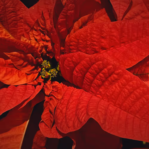 Christmas Flower #9