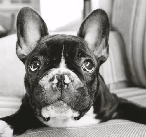 Frenchi #13