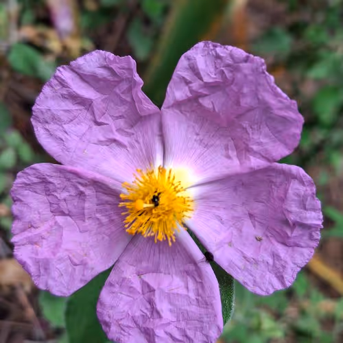 Violet Cistus Bloom