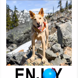 Moshicam