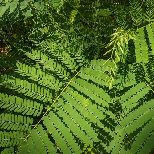 Greenery 6