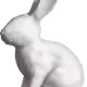 DarkRabbit