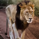 Safari