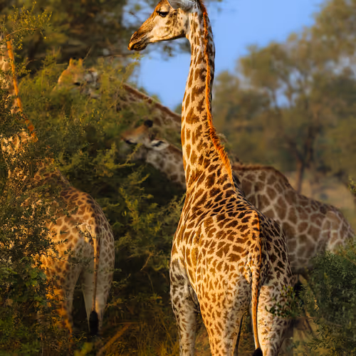 Safari 3