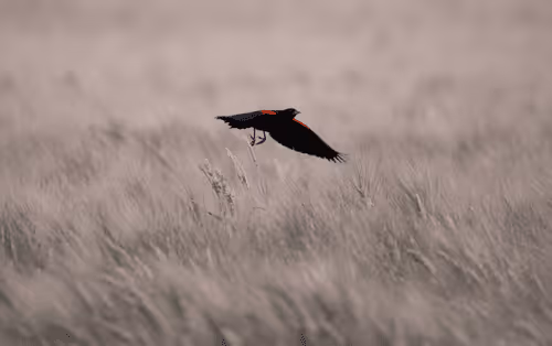 Black Bird On Base