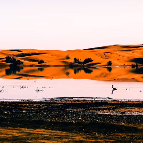 Birds Of The Sahara