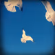 Rodeo posts