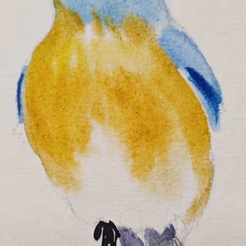 Blue Bird 27