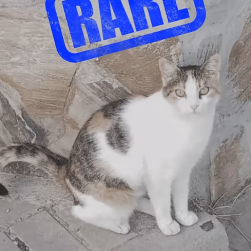 1179