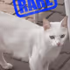 2207
