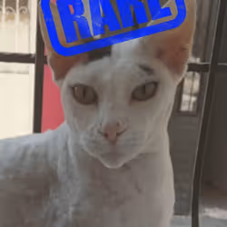 1471
