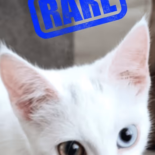 1550