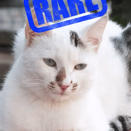 1611