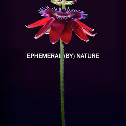 PASSIFLORA EDULIS