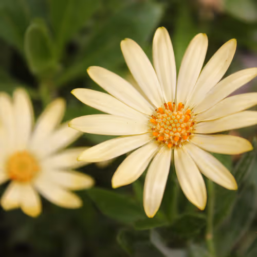 Flowers 1285