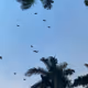 Rodeo posts