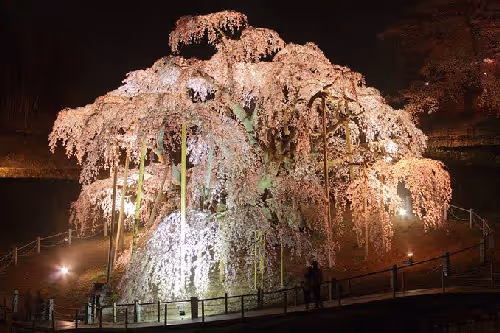 Sakura Dreams