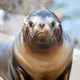 Sea Lion