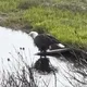 Alaskan Eagle