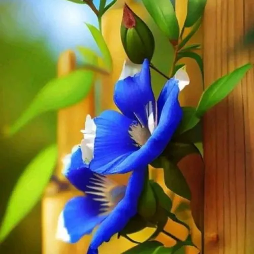 Flowers 346