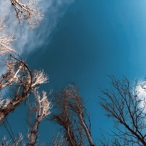 ITAP OF TREES IN WINTER 