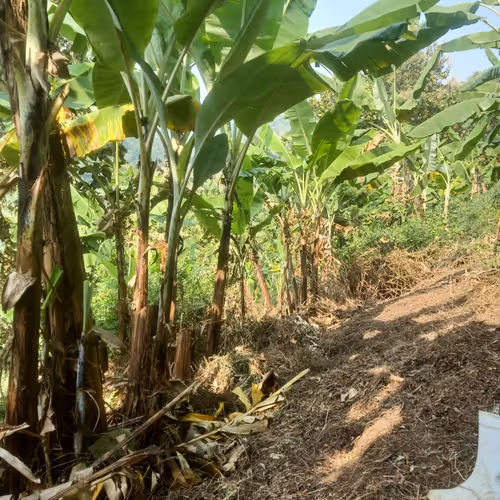 Banana tree