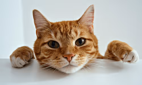 catty