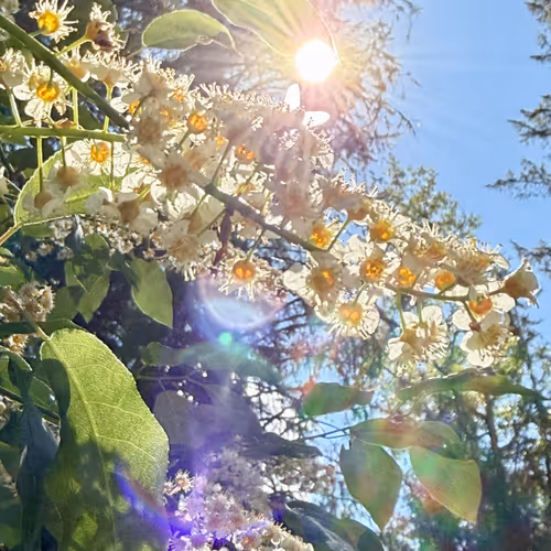 FloralFlyer