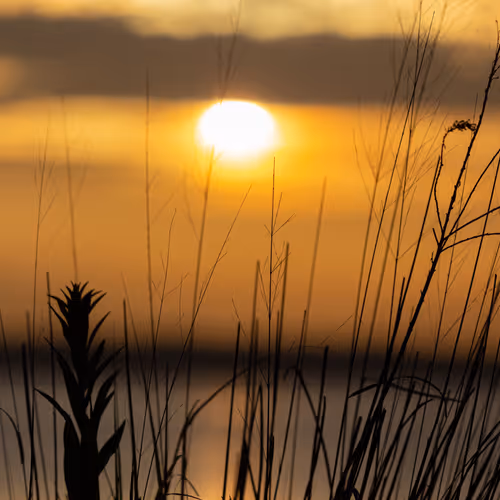 Summer Sunrise 1