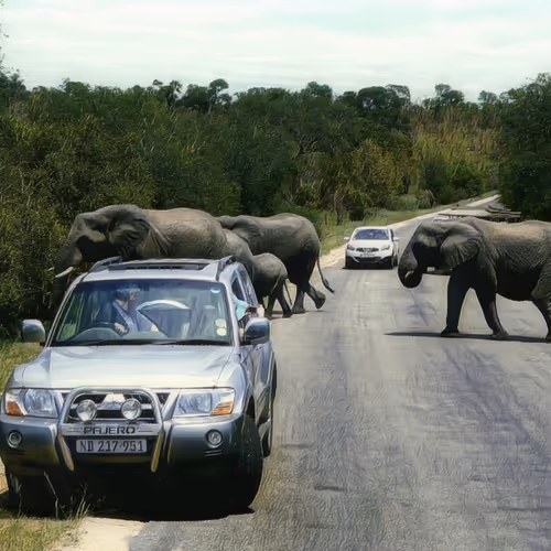 Elephants 47