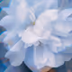 289