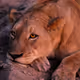 Safari Airdrop