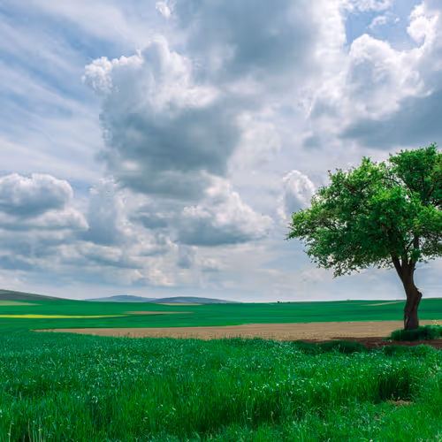 Endless Green