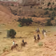 Rodeo posts