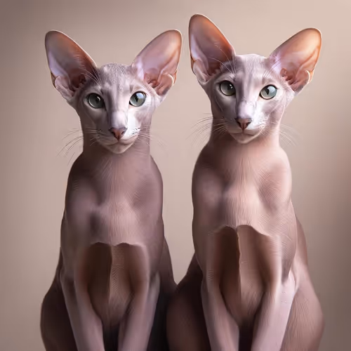 Oriental Shorthair Cats by MVDK