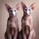 Oriental Shorthair Cats by MVDK